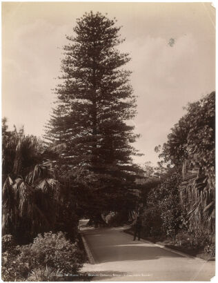 HENRY KING Sydney: Partie aus dem botanischen Garten (Der Wunschbaum) (The Wishing Tree, Botanic Gardens, Sydney)