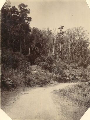 PHOTOGRAPHER UNKNOWN Neu-Sud-Wales: Poststrasse durch den Wald (Bush near Richmond River, New South Wales)