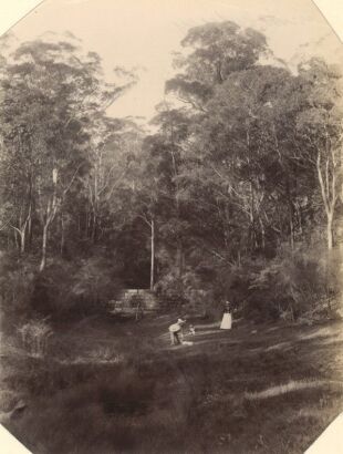 PHOTOGRAPHER UNKNOWN Neu-Sud-Wales: Waldpartie (Near Sydney)