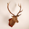 A Large and Impressive 10 Point Stag Head - 2