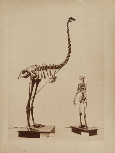 PHOTOGRAPHER UNKNOWN untitled (Dinornis Maximus)