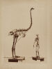 PHOTOGRAPHER UNKNOWN untitled (Dinornis Maximus)