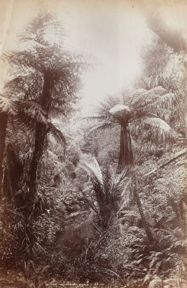 GEORGE VALENTINE In the Waitakere Bushc1880salbumen silver print290 x 190mmunframed 