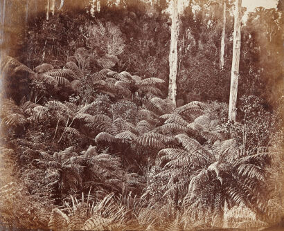 PHOTOGRAPHER UNKNOWN Hunua Fern Scenery