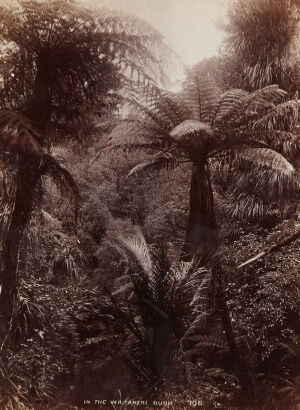 GEORGE VALENTINE In the Waitakere Bush