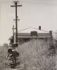 ANS WESTRA Catching Crickets, Greymouth 1970