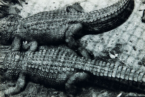 PETER PERYER Alligators, Auckland Zoo