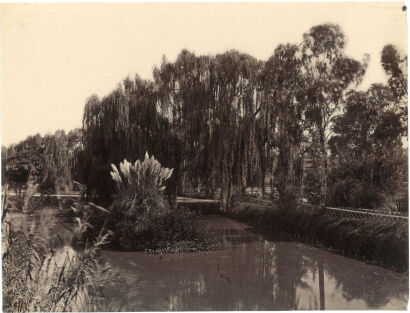 HENRY KING Adelaide: Partie aus dem botanischen Garten (Botanic Gardens, Adelaide, Lake, pampas grass)