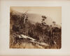 PHOTOGRAPHER UNKNOWN untitled - 2