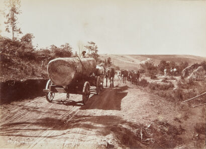 PHOTOGRAPHER UNKNOWN Hauling Kauri Logs