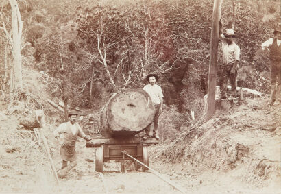 BURTON BROTHERS Taupaki Kauri Bush (preparing to move logs)