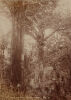 GEORGE VALENTINE Taupaki, Kauri Bush