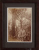 GEORGE VALENTINE Taupaki, Kauri Bush - 2