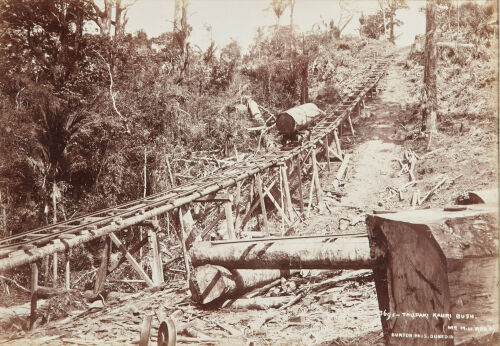 BURTON BROS Taupaki, Kauri Bush (Moving Kauri Logs)