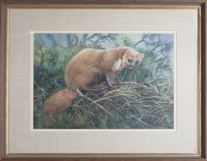 ARTHUR SPENCER ROBERTS Pine Marten