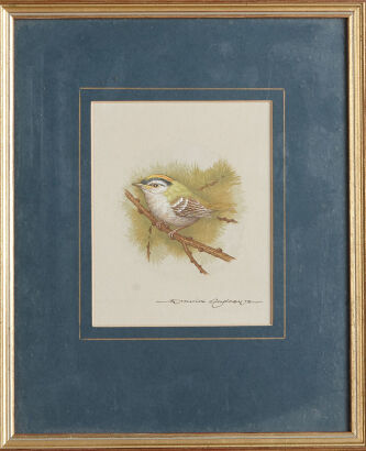 DAVID ANDREWS Firecrest