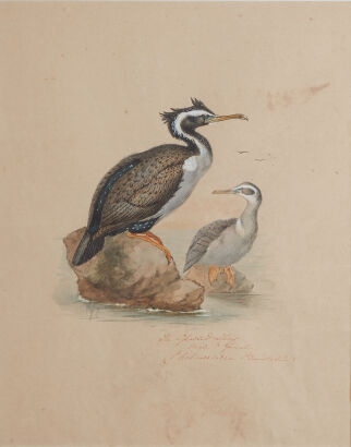 ARTIST UNKNOWN The Spotted Shag (male and female)