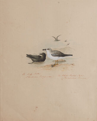 ARTIST UNKNOWN New Zealand Petrels