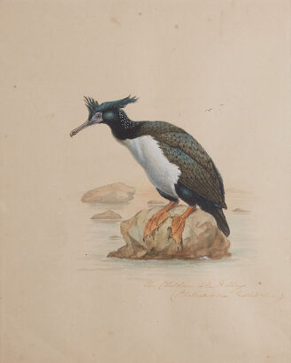 ARTIST UNKNOWN The Chatham Island Shag