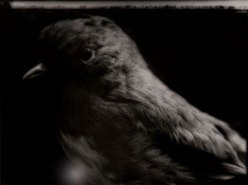 FIONA PARDINGTON Totoara / New Zealand Robin