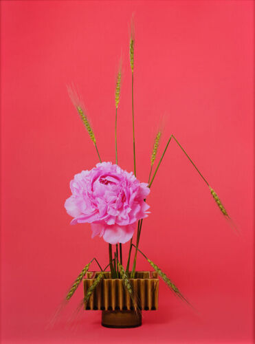 ANN SHELTON The Congress Woman, Peony (Paeonia sp.)