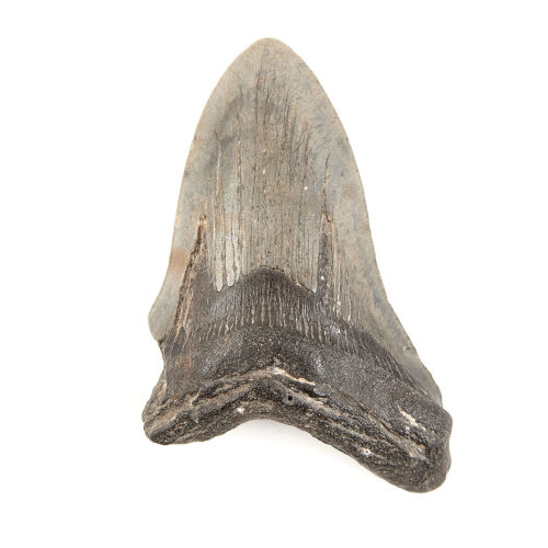 A Fossilised Megalodon Shark Tooth Early Miocene to Pliocene Era