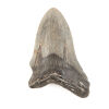 A Fossilised Megalodon Shark Tooth Early Miocene to Pliocene Era