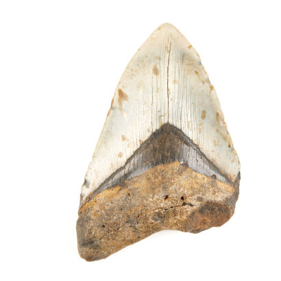 A Fossilised Megalodon Shark Tooth Early Miocene to Pliocene Era