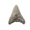 A Fossilised Megalodon Shark Tooth Miocene to Pliocene Era