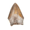 A Fossilised Megalodon Shark Tooth Miocene to Pliocene Era