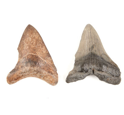 Two Fossilised Megalodon Shark Teeth Miocene to Pliocene Era