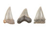 Three Fossilised Prehistoric Skark Teeth Miocene to Pliocene Era