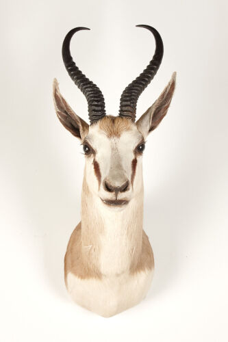 A Taxidermy Antelope Head