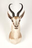 A Taxidermy Antelope Head