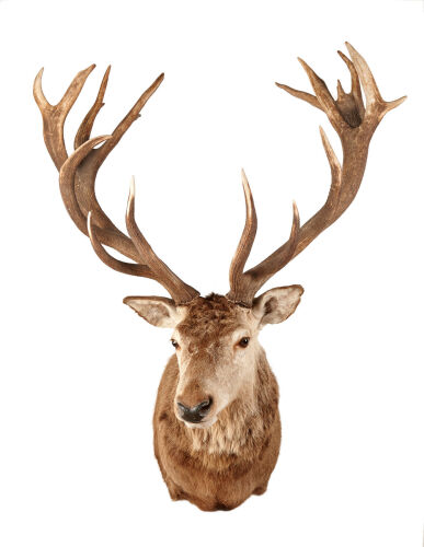 A Large and Impressive 19-Point Taxidermy Stag Head
