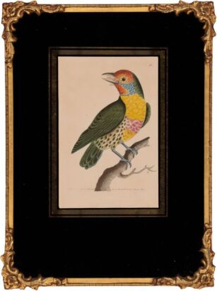 A Versicoloured Barbet Engraving