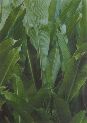 A Banana Plant Print