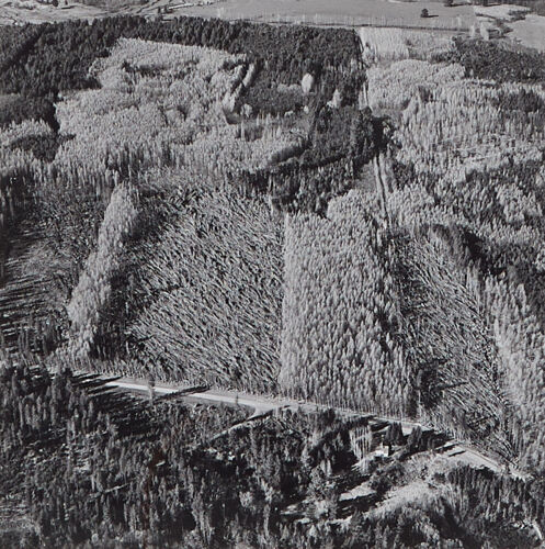 JOHN JOHNS Flattened Larch Stands, Hanmer Forest, Canterbury