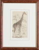 ARTIST UNKNOWN Cameleopard of North Africa - 2