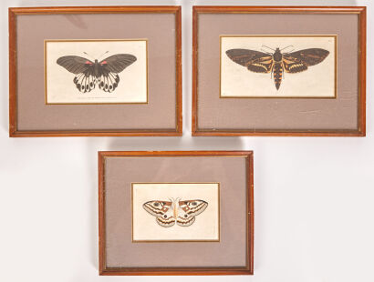 Three 19th Century Butterfly Prints