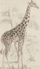 ARTIST UNKNOWN Cameleopard of North Africa