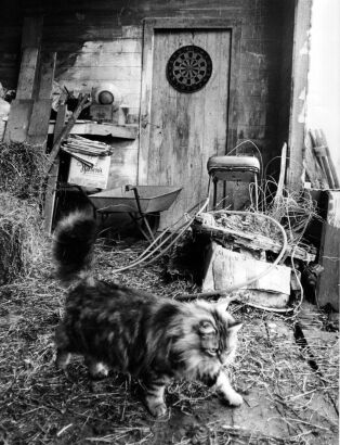 MARGO BREMFORD Gottfried Lindauer's Studio