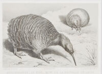 Acclimation Le Kiwi, Kiwi De La Nouvelle Z&eacute;lande