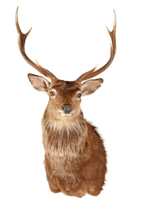 An Eight-Point Taxidermy Stag Head