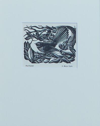 E. MERVYN TAYLOR Pied Fantail