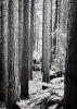 JOHN JOHNS Redwoods in Whakarewarewa Forest, Rotorua