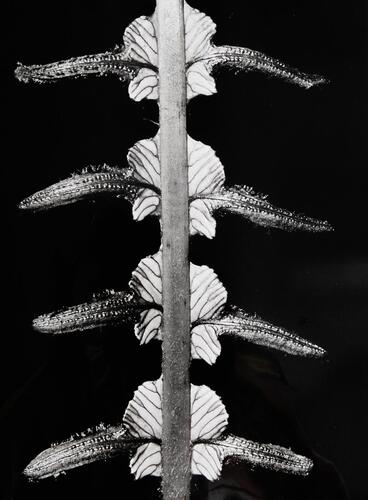 JOHN JOHNS Blechnum procerum