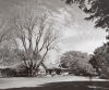 JOHN JOHNS European Elm on the Ormond Homestead, Hawke's Bay, 1989