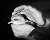 JOHN JOHNS Fairy Prion in Hands of Vet. Ian Crook