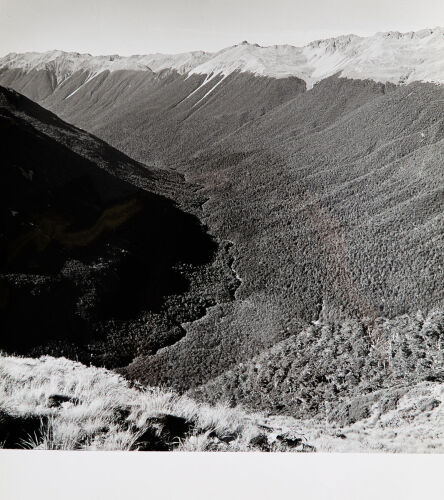 JOHN JOHNS Beech Forrest, West Coast Nelson, Travers Vallery